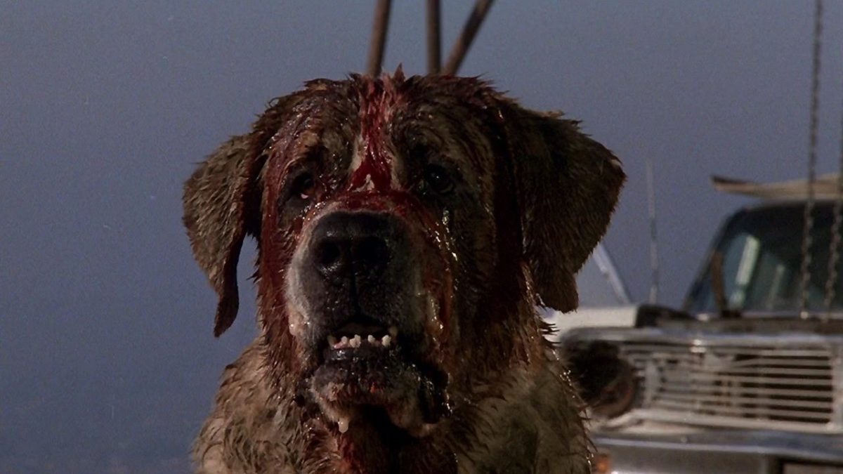 Stephen King's 'Cujo': Never-before-seen Photos From the Set! (Exclusive) -  Bloody Disgusting