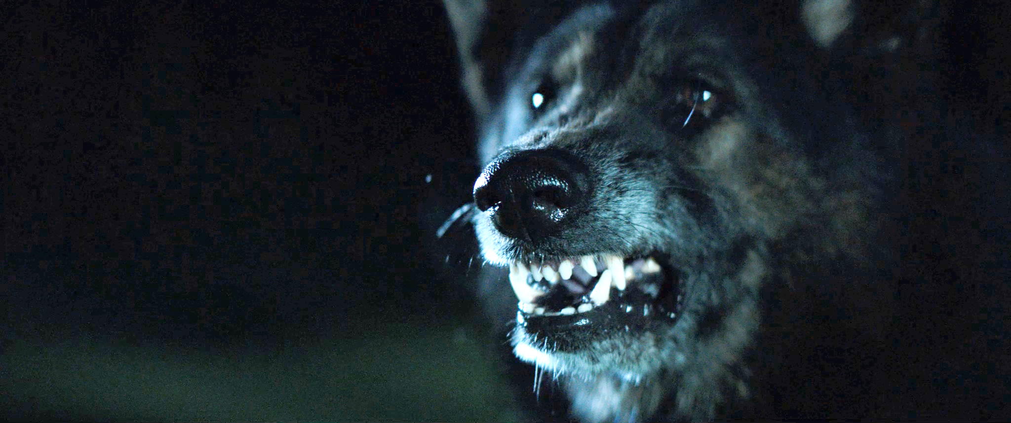 Review] 'The Pack' Delivers a - Disgusting