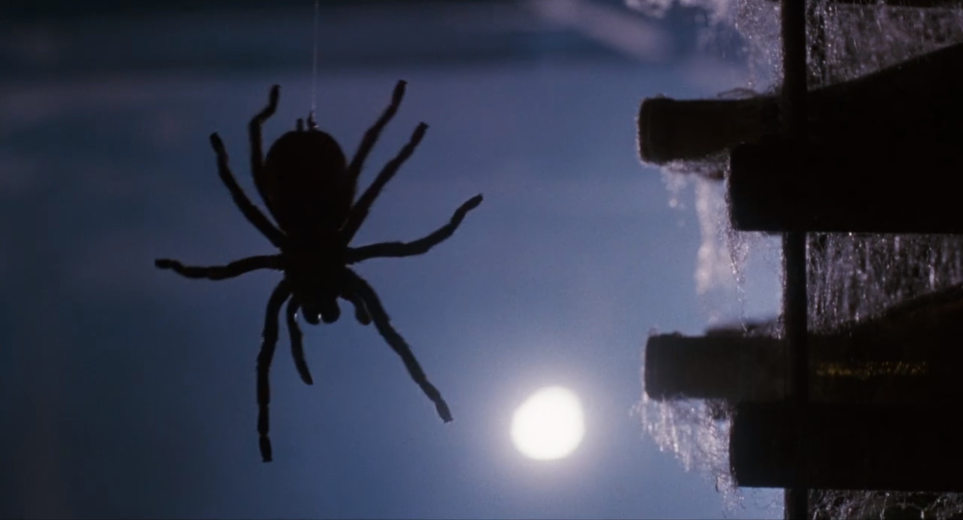 Arachnophobia spider