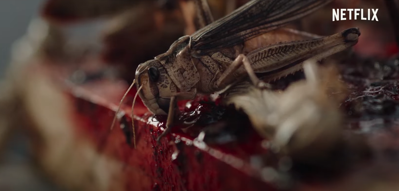 Trailer] Netflix Unleashes Bloodsucking Locusts in French Horror Movie 'The  Swarm' - Bloody Disgusting
