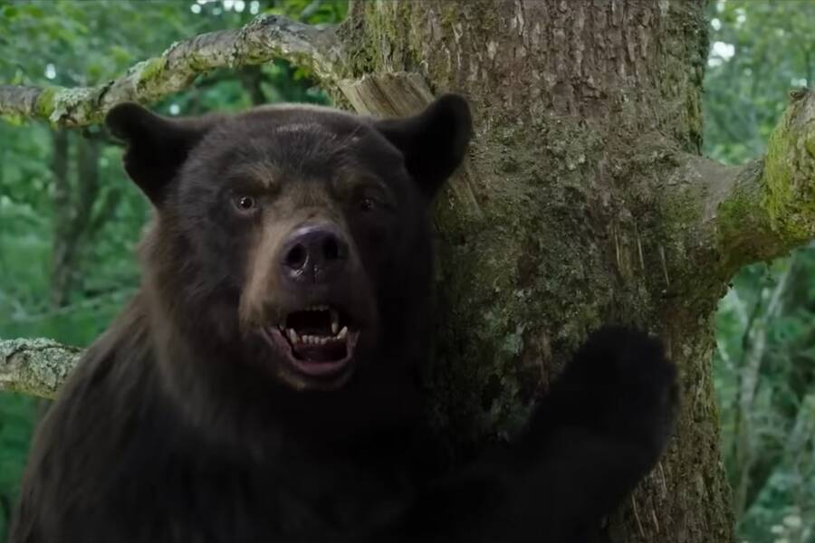 Animals Gone Wild: The True Story Behind 'Cocaine Bear'