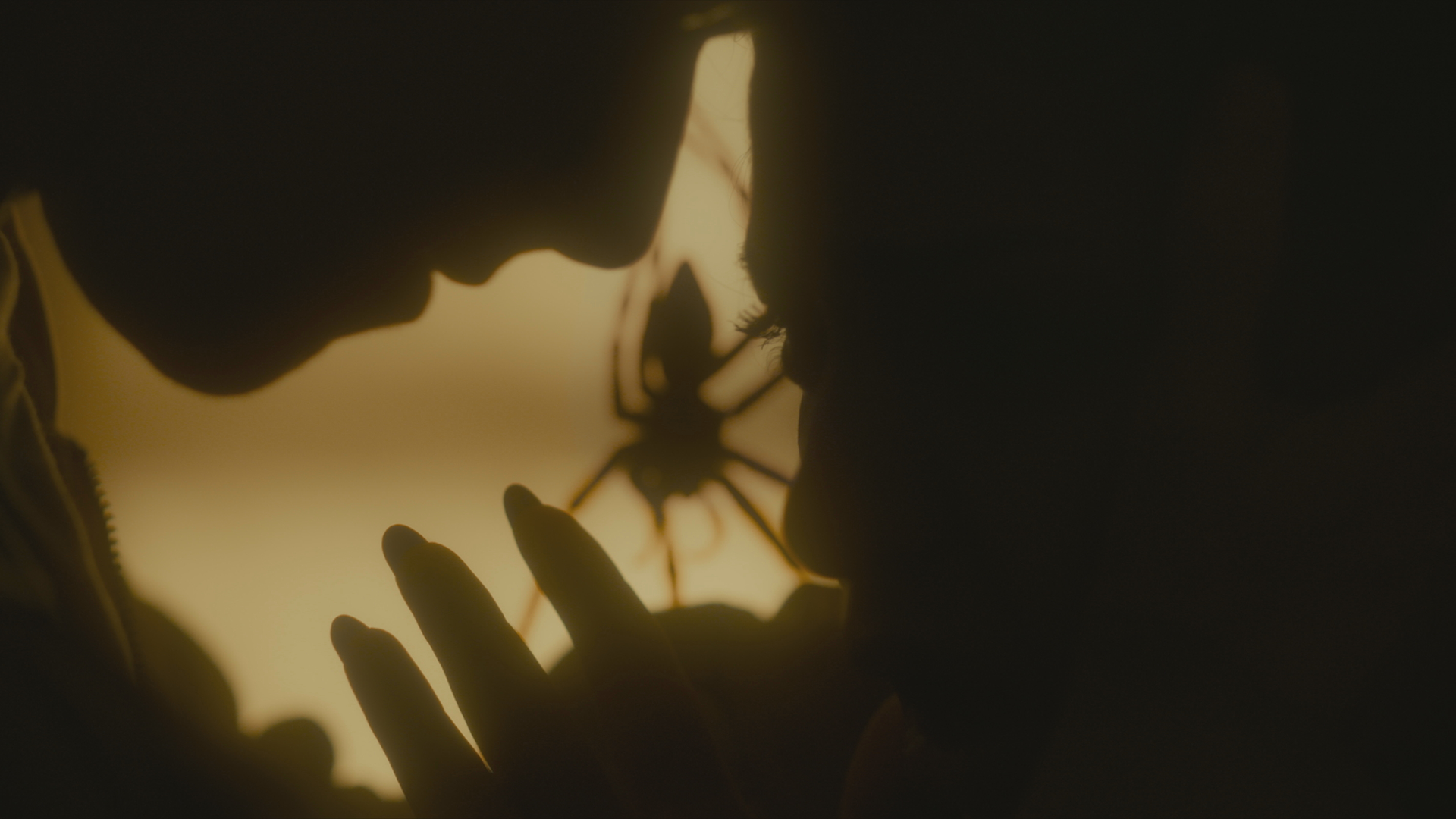 Shudder Infested clip, spider horror