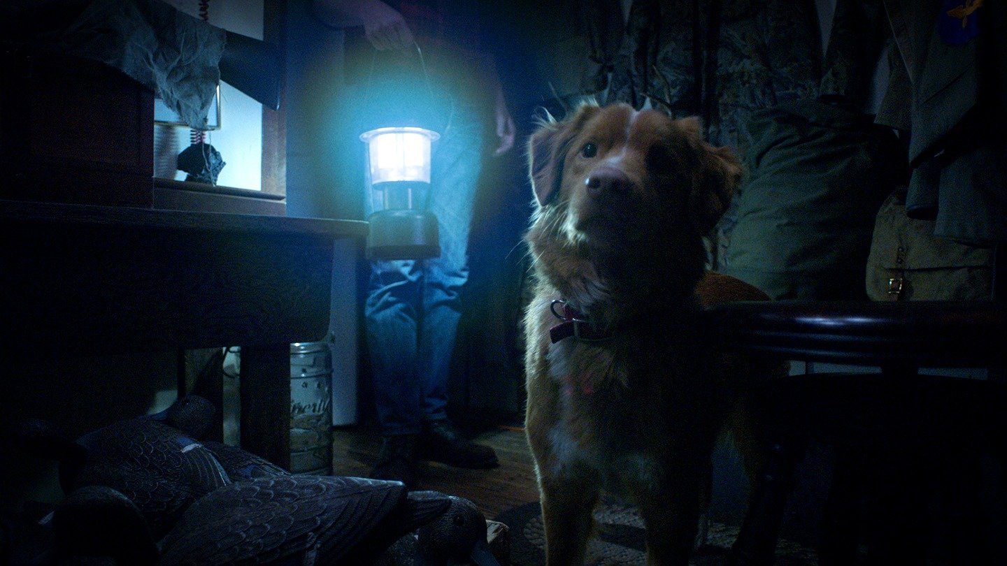 Shudder Acquires ‘Good Boy,’ Haunted House Movie Told from Dog’s Perspective
