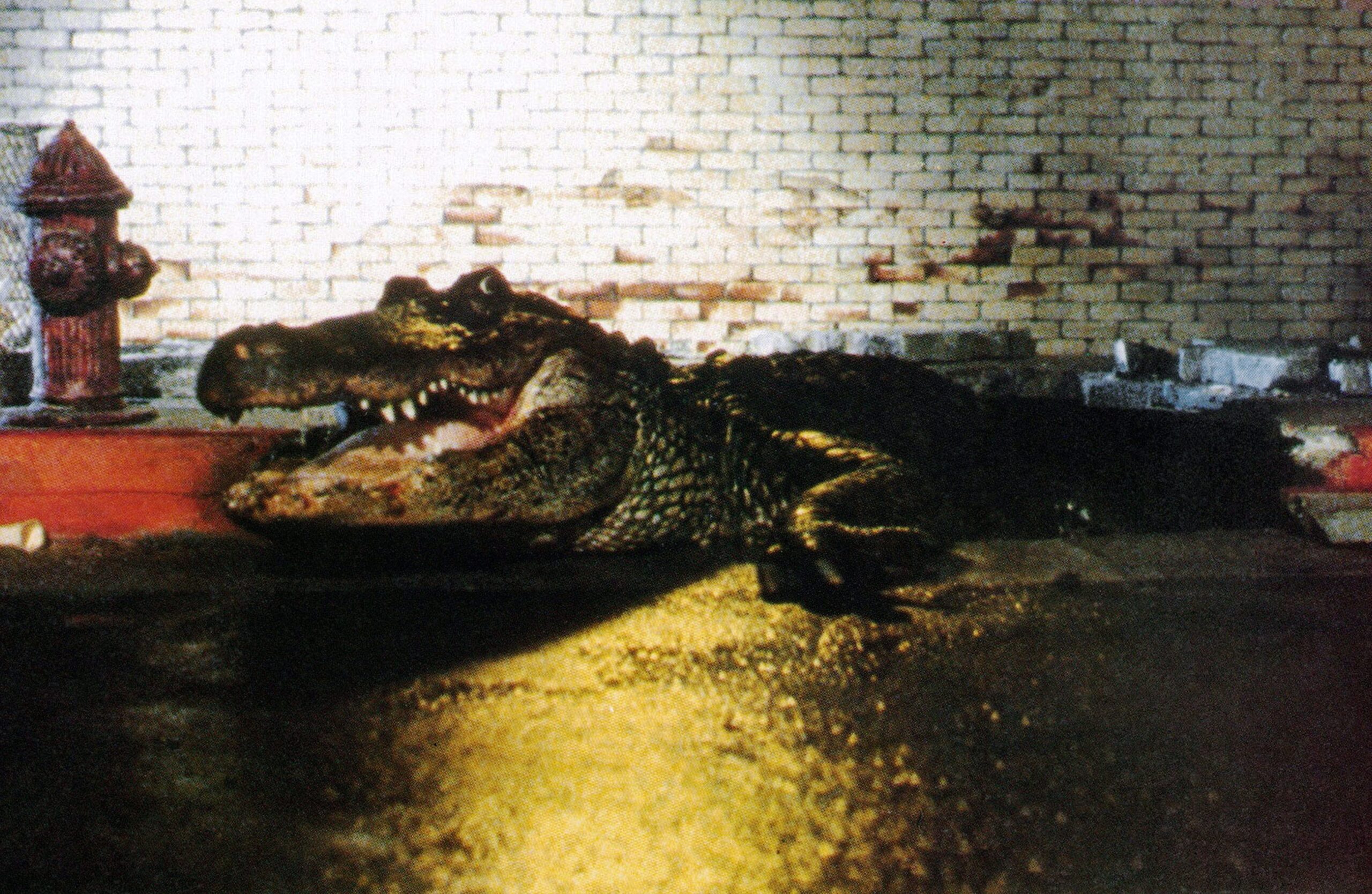 Morris the Movie Star: The Legendary Alligator from Horror Movie ‘Alligator’ Has Passed Away