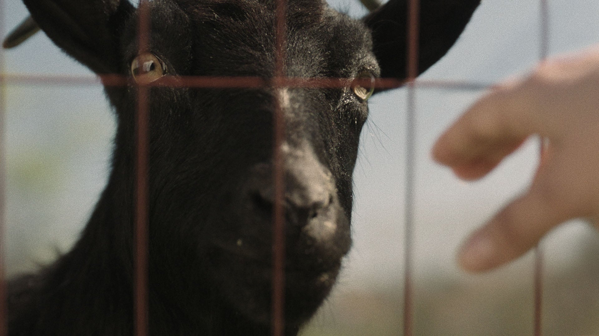 ‘The Confession’ Trailer – Pied Piper Horror Movie Hits Digital Next Month